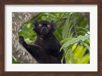 Madagascar Wild Black Lemur Male Fine Art Print