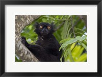 Madagascar Wild Black Lemur Male Fine Art Print