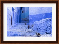 Cats in an Alley, Chefchaouen, Morocco Fine Art Print
