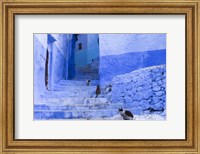 Cats in an Alley, Chefchaouen, Morocco Fine Art Print