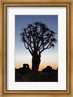 Quiver Tree Forest, Kokerboom at Sunset, Keetmanshoop, Namibia Fine Art Print