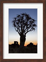 Quiver Tree Forest, Kokerboom at Sunset, Keetmanshoop, Namibia Fine Art Print
