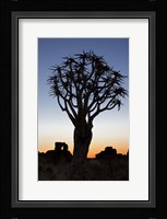 Quiver Tree Forest, Kokerboom at Sunset, Keetmanshoop, Namibia Fine Art Print