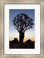 Quiver Tree Forest, Kokerboom at Sunset, Keetmanshoop, Namibia Fine Art Print