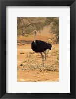 Sossusvlei Male Ostrich, Namib-Naukluft National Park,  Namibia Fine Art Print