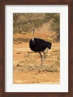 Sossusvlei Male Ostrich, Namib-Naukluft National Park,  Namibia Fine Art Print