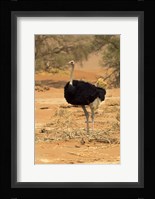 Sossusvlei Male Ostrich, Namib-Naukluft National Park,  Namibia Fine Art Print