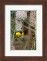 Male Masked Weaver Building a Nest, Namibia Fine Art Print