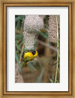 Male Masked Weaver Building a Nest, Namibia Fine Art Print