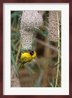 Male Masked Weaver Building a Nest, Namibia Fine Art Print