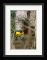 Male Masked Weaver Building a Nest, Namibia Fine Art Print