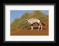 Oryx, Namib-Naukluft National Park, Namibia Fine Art Print