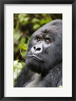 Silverback Mountain Gorilla, Volcanoes National Park, Rwanda Fine Art Print
