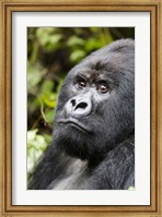 Silverback Mountain Gorilla, Volcanoes National Park, Rwanda Fine Art Print