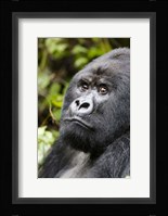 Silverback Mountain Gorilla, Volcanoes National Park, Rwanda Fine Art Print