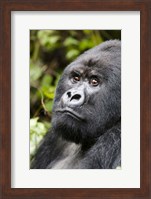 Silverback Mountain Gorilla, Volcanoes National Park, Rwanda Fine Art Print