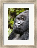 Silverback Mountain Gorilla, Volcanoes National Park, Rwanda Fine Art Print