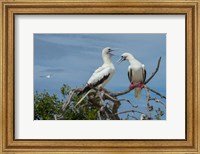 Pair of Red-Footed Boobies, Seychelles Fine Art Print