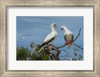 Pair of Red-Footed Boobies, Seychelles Fine Art Print