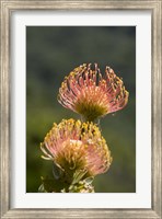 Pincushion Flowers, Cape Town, South Africa Fine Art Print