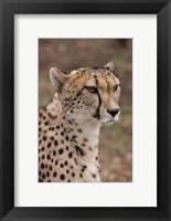 Cheetah, Pretoria, South Africa Fine Art Print