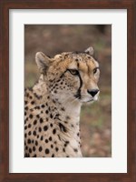 Cheetah, Pretoria, South Africa Fine Art Print