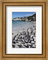 South Africa, Cape Town, Simon's Town, Boulders Beach African Penguin Colony Fine Art Print