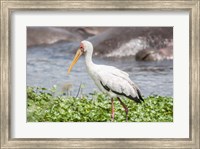 Woolly-Necked Stork Fine Art Print