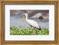 Woolly-Necked Stork Fine Art Print
