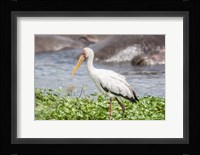 Woolly-Necked Stork Fine Art Print