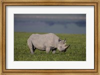 Black Rhinoceros at Ngorongoro Crater, Tanzania Fine Art Print