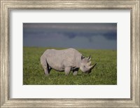 Black Rhinoceros at Ngorongoro Crater, Tanzania Fine Art Print