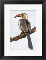 Red-Billed Hornbill, Serengeti National Park, Tanzania Fine Art Print