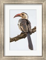 Red-Billed Hornbill, Serengeti National Park, Tanzania Fine Art Print