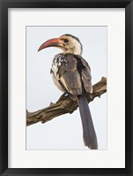 Red-Billed Hornbill, Serengeti National Park, Tanzania Fine Art Print