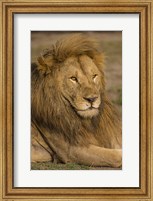 Male African Lion at Ndutu, Serengeti National Park, Tanzania Fine Art Print
