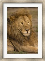 Male African Lion at Ndutu, Serengeti National Park, Tanzania Fine Art Print