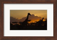 Masai Giraffes at Sunset at Ndutu, Serengeti National Park, Tanzania Fine Art Print