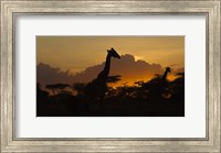 Masai Giraffes at Sunset at Ndutu, Serengeti National Park, Tanzania Fine Art Print