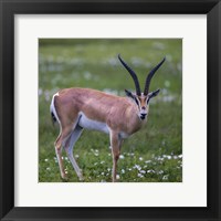 Grant's Gazelle, Serengeti National Park, Tanzania Fine Art Print