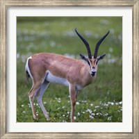 Grant's Gazelle, Serengeti National Park, Tanzania Fine Art Print