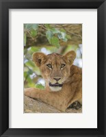Uganda, Ishasha, Queen Elizabeth National Park Lioness in tTree Fine Art Print