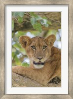 Uganda, Ishasha, Queen Elizabeth National Park Lioness in tTree Fine Art Print