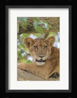Uganda, Ishasha, Queen Elizabeth National Park Lioness in tTree Fine Art Print