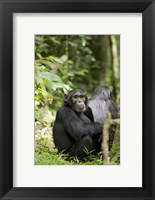 Uganda, Kibale National Park, Young Male Chimpanzee Fine Art Print