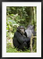 Uganda, Kibale National Park, Young Male Chimpanzee Fine Art Print