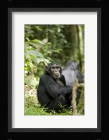 Uganda, Kibale National Park, Young Male Chimpanzee Fine Art Print