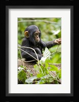 Uganda, Kibale National Park, Infant Chimpanzee Fine Art Print