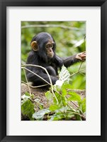 Uganda, Kibale National Park, Infant Chimpanzee Fine Art Print