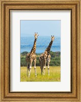 Giraffes on the Savanna, Murchison Falls National park, Uganda Fine Art Print